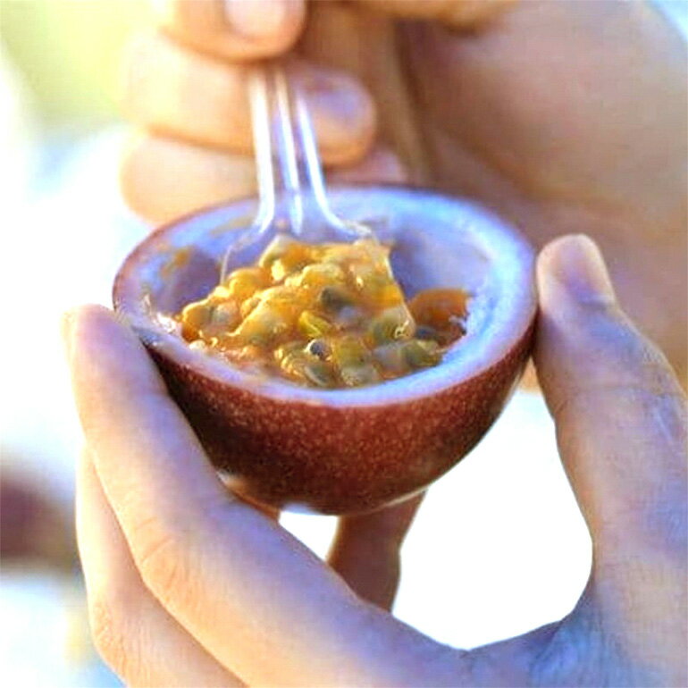 【ふるさと納税】【2026年発送】こだわりの無農薬栽培パッションフルーツ1kg ＜贈答用＞ サムネイル3