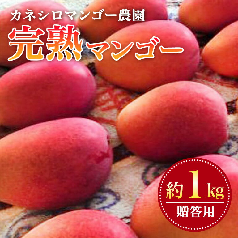 【 先行予約 2026年 発送】カネシロマンゴー農園 完熟マンゴー 贈答用 マンゴー 1kg 沖縄県産 マンゴー アップルマンゴー アーウィンマンゴー 国産 完熟マンゴー 果物 くだもの フルーツ 完熟 夏 旬 特産品 沖縄 お取り寄せ ギフト 甘い 糸満市 送料無料