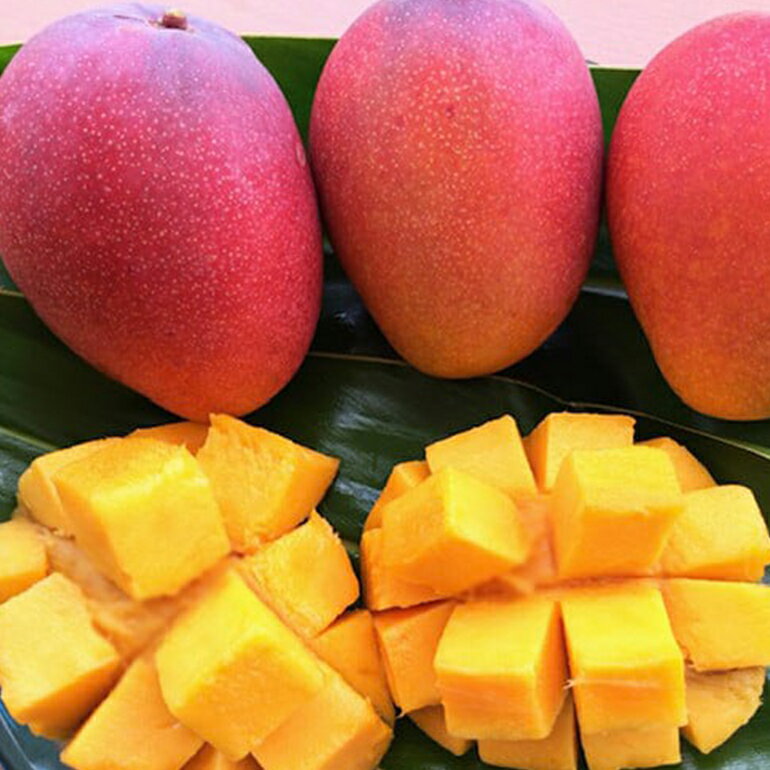 【ふるさと納税】【 先行予約 2026年 発送 】 カネシロマンゴー農園 完熟マンゴー 贈答用 マンゴー 沖縄県産 マンゴー 2kg アップルマンゴー アーウィンマンゴー 国産 完熟マンゴー 果物 南国 くだもの フルーツ 完熟 夏 旬 沖縄 お取り寄せ 甘い 濃厚 糸満市 送料無料 サムネイル3