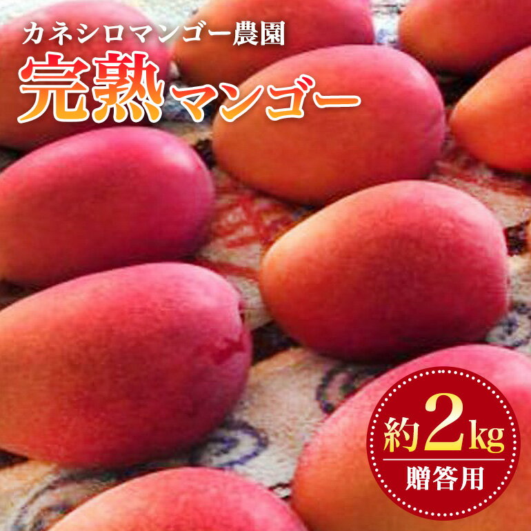 【 先行予約 2026年 発送 】 カネシロマンゴー農園 完熟マンゴー 贈答用 マンゴー 沖縄県産 マンゴー 2kg アップルマンゴー アーウィンマンゴー 国産 完熟マンゴー 果物 南国 くだもの フルーツ 完熟 夏 旬 沖縄 お取り寄せ 甘い 濃厚 糸満市 送料無料