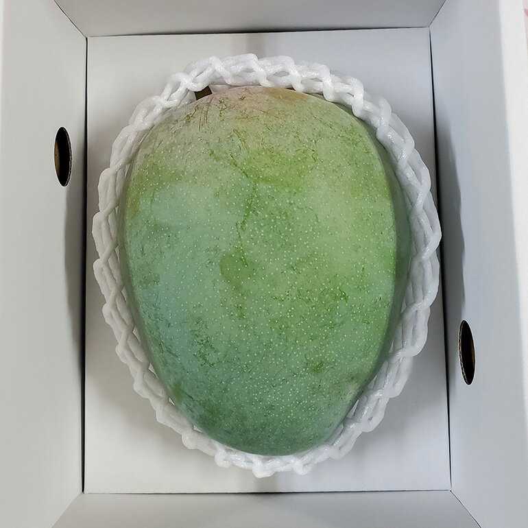 【ふるさと納税】【 先行予約 2026年 発送 】 濃厚な大人の味 沖縄県「 キーツマンゴー 」1kg 沖縄県産 マンゴー 1キロ 緑色 希少 国産 果物 南国 くだもの フルーツ 夏 旬 特産品 沖縄 お取り寄せ 産地直送 農家直送 甘い 濃厚 糸満市 送料無料 サムネイル2