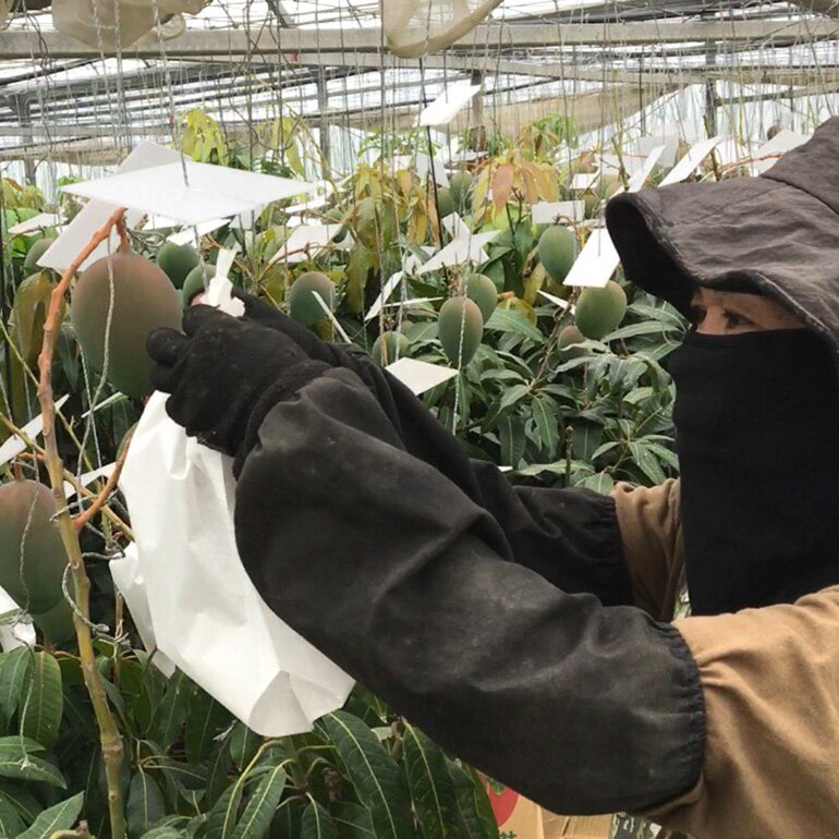 【ふるさと納税】【 先行予約 2026年 発送 】 濃厚な大人の味 沖縄県「 キーツマンゴー 」1kg 沖縄県産 マンゴー 1キロ 緑色 希少 国産 果物 南国 くだもの フルーツ 夏 旬 特産品 沖縄 お取り寄せ 産地直送 農家直送 甘い 濃厚 糸満市 送料無料 サムネイル3