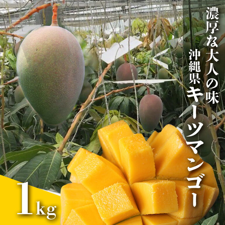 【 先行予約 2026年 発送 】 濃厚な大人の味 沖縄県「 キーツマンゴー 」1kg 沖縄県産 マンゴー 1キロ 緑色 希少 国産 果物 南国 くだもの フルーツ 夏 旬 特産品 沖縄 お取り寄せ 産地直送 農家直送 甘い 濃厚 糸満市 送料無料