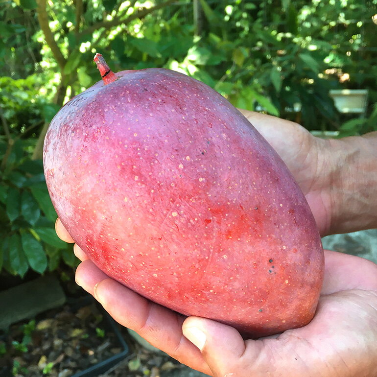 【ふるさと納税】【2026年発送】 小池さん家が丁寧に育てた アップルマンゴー 2kg 沖縄県産 マンゴー アーウィンマンゴー 2キロ 国産 完熟マンゴー 果物 南国 くだもの フルーツ 完熟 夏 旬 沖縄 お取り寄せ 産地直送 農家直送 甘い 濃厚 糸満市 送料無料 サムネイル2