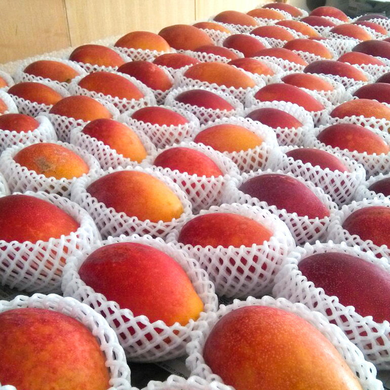 【ふるさと納税】【2026年発送】 小池さん家が丁寧に育てた アップルマンゴー 2kg 沖縄県産 マンゴー アーウィンマンゴー 2キロ 国産 完熟マンゴー 果物 南国 くだもの フルーツ 完熟 夏 旬 沖縄 お取り寄せ 産地直送 農家直送 甘い 濃厚 糸満市 送料無料 サムネイル3