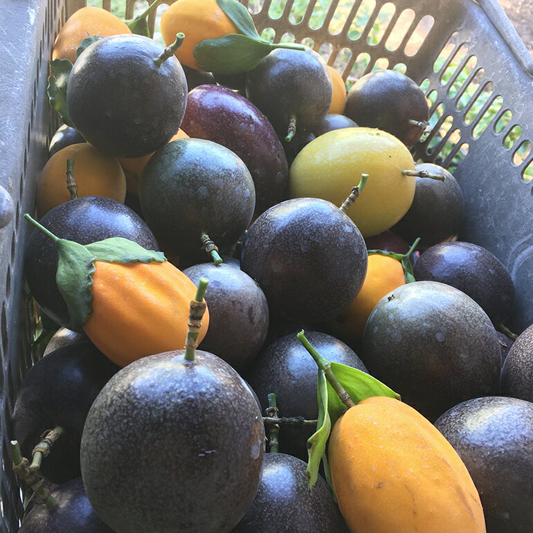 【ふるさと納税】【先行予約 2026年 発送】熱帯果樹園小池さん家 お任せ セット （梅） フルーツバター 大瓶 1個入り 沖縄 旬 フルーツ 薬味 ハーブ 野菜 ナッツ お任せセット 果物 バター 詰め合わせ パッションフルーツ マンゴー ライチ 旬の果物 おまかせ 送料無料 サムネイル2