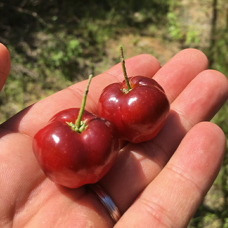 【ふるさと納税】【先行予約 2026年 発送】熱帯果樹園小池さん家 お任せ セット （梅） フルーツバター 大瓶 1個入り 沖縄 旬 フルーツ 薬味 ハーブ 野菜 ナッツ お任せセット 果物 バター 詰め合わせ パッションフルーツ マンゴー ライチ 旬の果物 おまかせ 送料無料 サムネイル3