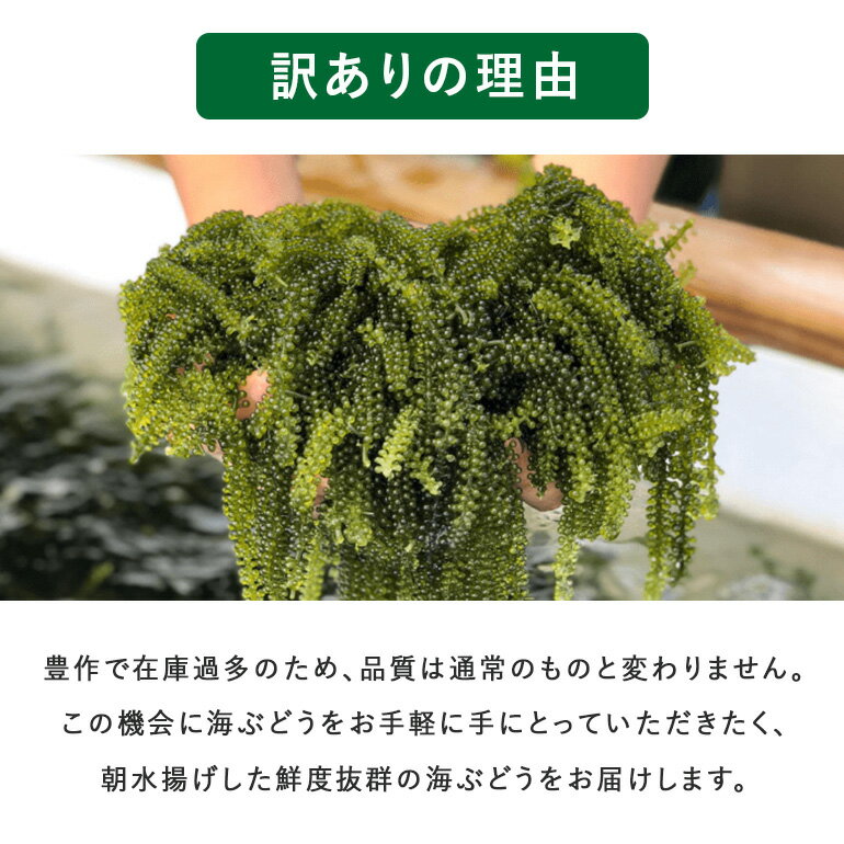 【ふるさと納税】しゃきしゃき海ぶどう 400g 訳あり 沖縄県 海ぶどう 海ブドウ ウミブドウ 沖縄 大人気 特産物 お土産 健康 栄養 美容 美肌 ダイエット ミネラル マグネシウム カルシウム 鉄分 タレ付き おつまみ うみぶどう 海藻 グリーンキャビア 送料無料 - 画像2