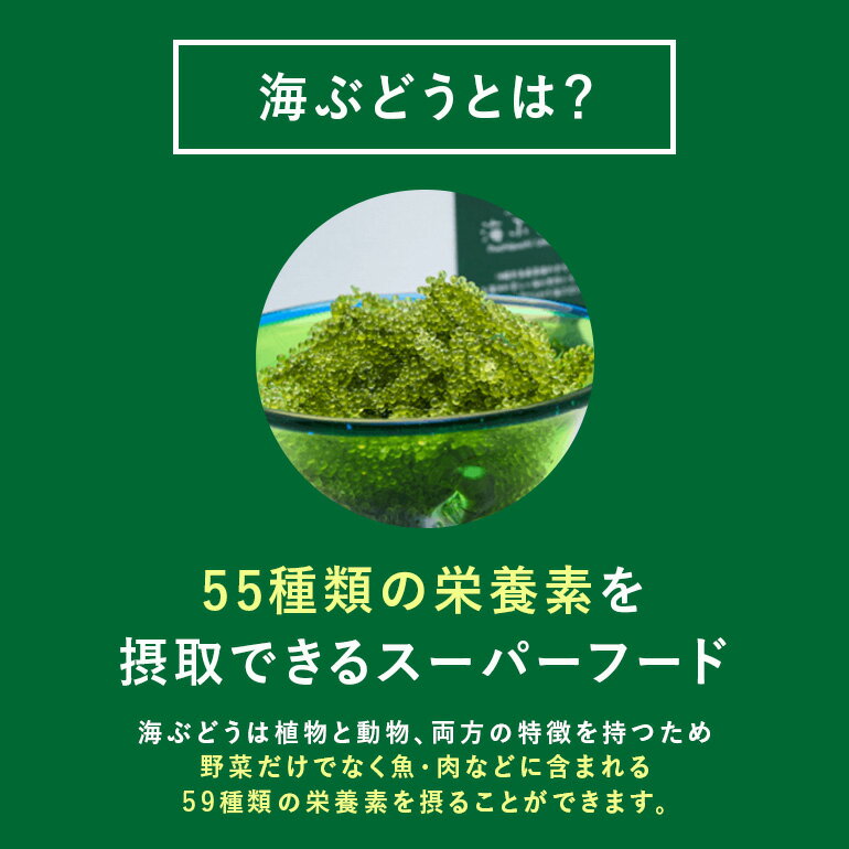 【ふるさと納税】しゃきしゃき海ぶどう 400g 訳あり 沖縄県 海ぶどう 海ブドウ ウミブドウ 沖縄 大人気 特産物 お土産 健康 栄養 美容 美肌 ダイエット ミネラル マグネシウム カルシウム 鉄分 タレ付き おつまみ うみぶどう 海藻 グリーンキャビア 送料無料 - 画像3