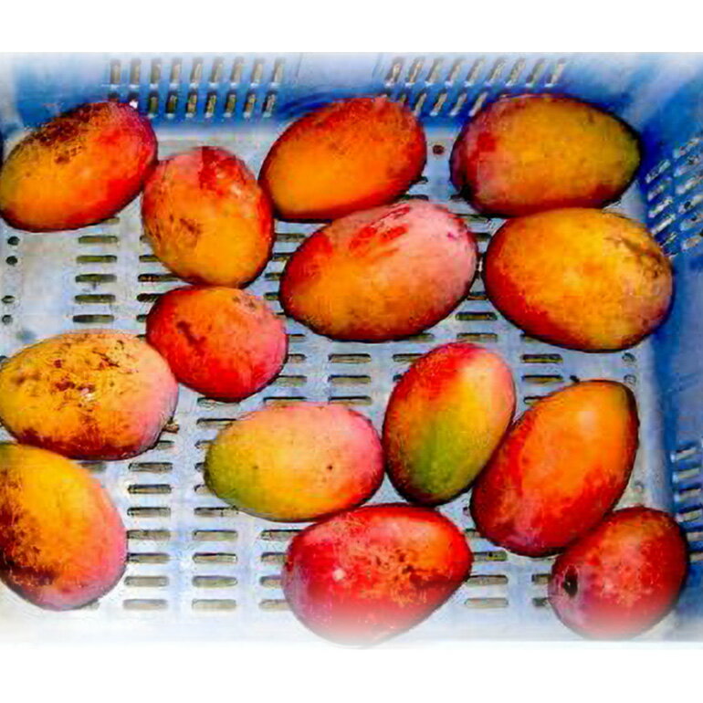 【ふるさと納税】【2026年発送】高安マンゴー園 訳あり F・Dマースマンゴー 糸満 1.5kg 3～6玉 マンゴー 家庭用 アップルマンゴー アーウィンマンゴー 国産 完熟マンゴー 果物 南国 くだもの フルーツ 完熟 夏 旬 特産品 沖縄 お取り寄せ お土産 甘い 濃厚 糸満市 送料無料 サムネイル3