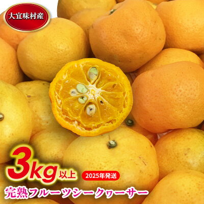 【2025年発送】完熟フルーツシークヮーサー　3kg 沖縄 おきなわ 大宜味村 果物 くだもの 果実 シークワーサー しーくわーさー 完熟 沖縄県産 産地直送 お取り寄せ 人気 食品 送料無料 国産 県産 ご当地 やんばる ノビレチン