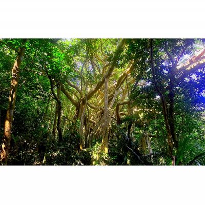 【ふるさと納税】沖縄県北部やんばる・ガジュマルの王様に会いに行こう♪【4名様】 サムネイル2