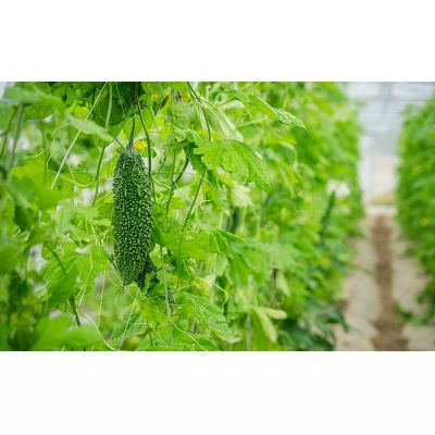 【ふるさと納税】【Farm CRESCERE】ゴーヤー2kg以上 沖縄 大宜味村 ゴーヤー ごーやー チャンプルー 野菜 ふるさと納税 送料無料 沖縄料理 おかず サラダ アレンジ料理 ご当地 郷土料理 ちゃんぷるー 常温 プレゼント 食べ物 2kg - 画像2