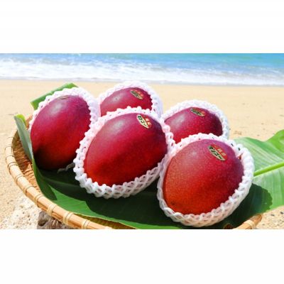 【ふるさと納税】【2026年発送】濃密マンゴー《秀品・約2kg》大宜味村農家さんから直送 秀品 先行予約 沖縄 甘味 糖度 濃厚 おいしい お土産 まんごー アーウィン 果物 くだもの 果実 送料無料 ふるさと納税 2キロ トロピカル 化粧箱入り 食べ物 フルーツ サムネイル2