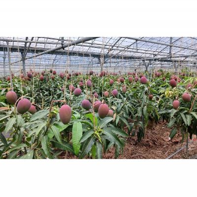 【ふるさと納税】【2026年発送】濃密マンゴー《秀品・約2kg》大宜味村農家さんから直送 秀品 先行予約 沖縄 甘味 糖度 濃厚 おいしい お土産 まんごー アーウィン 果物 くだもの 果実 送料無料 ふるさと納税 2キロ トロピカル 化粧箱入り 食べ物 フルーツ サムネイル3