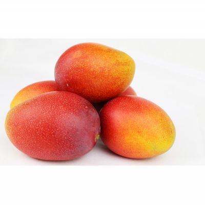 【ふるさと納税】【2026年発送】濃密マンゴー《優品・約2kg》大宜味村農家さんから直送！ 優品 先行予約 沖縄 甘味 糖度 濃厚 おいしい お土産 まんごー アーウィン 果物 くだもの 果実 送料無料 ふるさと納税 2キロ トロピカル 化粧箱入り 食べ物 フルーツ サムネイル2