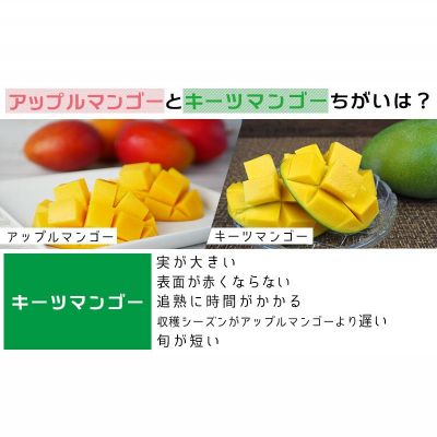 【ふるさと納税】【2026年発送】大宜味村キーツマンゴー約2kg【数量限定】 数量限定 先行予約 沖縄 甘味 糖度 濃厚 おいしい お土産 まんごー キーツ 果物 くだもの 果実 送料無料 ふるさと納税 2キロ トロピカル 化粧箱入り 食べ物 フルーツ サムネイル3