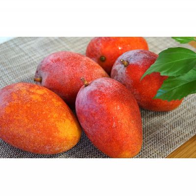 【ふるさと納税】東村産完熟マンゴー　約2kg（4～6玉）2026年発送 甘い 芳醇 完熟 マンゴー トロピカル 農家直送 夏 デザート フルーツ アーウィン あまい おいしい ジューシー 南国 高級 まんごー 沖縄 国産マンゴー 沖縄県 東村 サムネイル2