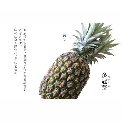 【ふるさと納税】TADAO GOLD　3玉　約4kg（多冠芽含む）【ゴールドバレル】2026年発送 ゴールドバレル パインアップル タダオゴールド たまき ただお 逸品 パイン職人 最高級 国産パイン パイナップル パイン 匠 高級フルーツ 南国フルーツ 特別 希少 玉城忠男 農家直送 サムネイル2