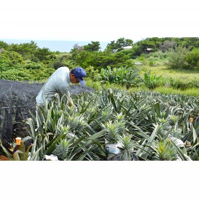 【ふるさと納税】ゴールドバレル【パインアップル】(2玉）約3.5kg　ふくしま農園の自信作！◆2026年発送◆ ゴールドバレル パイナップル 高品質 新鮮 ジューシー 希少 高い糖度 大玉 甘い トロピカル パイン 生産量日本一 高級フルーツ 南国フルーツ 国産フルーツ 完熟 福島 サムネイル2