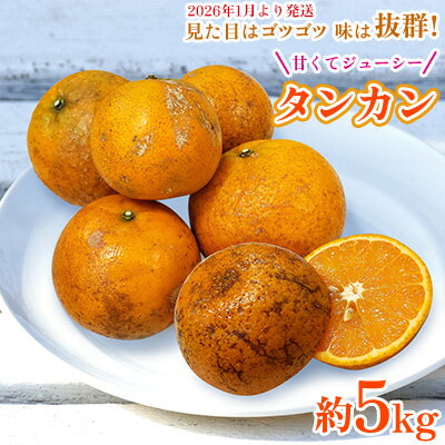 地元で愛されるみかん「タンカン」約5kg【2026年1月より発送】 たんかん みかん ミカン 柑橘 甘い 甘酸っぱい 果汁多め 爽やか フレッシュ 橙 オレンジ 南国 フルーツ ジューシー おいしい 冬 こたつ 濃厚 沖縄 東村
