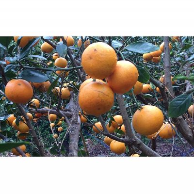 【ふるさと納税】地元で愛されるみかん「タンカン」約5kg【2026年1月より発送】 たんかん みかん ミカン 柑橘 甘い 甘酸っぱい 果汁多め 爽やか フレッシュ 橙 オレンジ 南国 フルーツ ジューシー おいしい 冬 こたつ 濃厚 沖縄 東村 サムネイル2