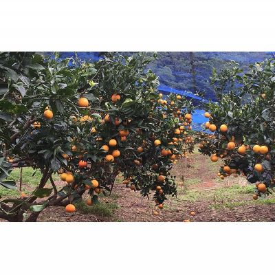 【ふるさと納税】地元で愛されるみかん「タンカン」約5kg【2026年1月より発送】 たんかん みかん ミカン 柑橘 甘い 甘酸っぱい 果汁多め 爽やか フレッシュ 橙 オレンジ 南国 フルーツ ジューシー おいしい 冬 こたつ 濃厚 沖縄 東村 サムネイル3