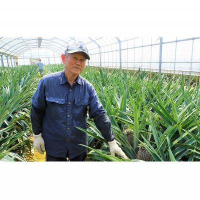 【ふるさと納税】【贈答用：限定100セット】TADAO GOLD【ゴールドバレル】（2玉） ゴールドバレル タダオゴールド ただおごーるど 希少 最高級 沖縄県 東村 パインアップル 贈答用 贈り物 パイン 入手困難 高級フルーツ 玉城忠男 トロピカル 糖度 甘い パイナップル サムネイル3