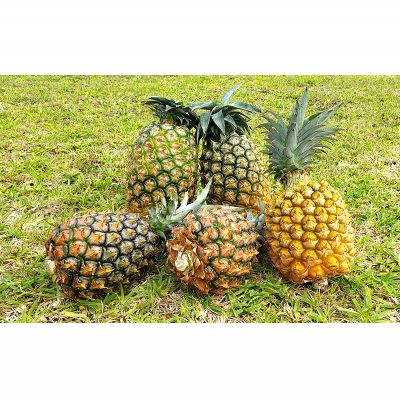 【ふるさと納税】東村産パインアップルお任せセット2（5～7玉）【2026年発送】 パイン パインアップル パイナップル ボゴール ゴールドバレル ピーチパイン サンドルチェ ホワイトココ セット おまかせ 生産量日本一 国産 国産パイン ジューシー 南国 トロピカル 予約 サムネイル2