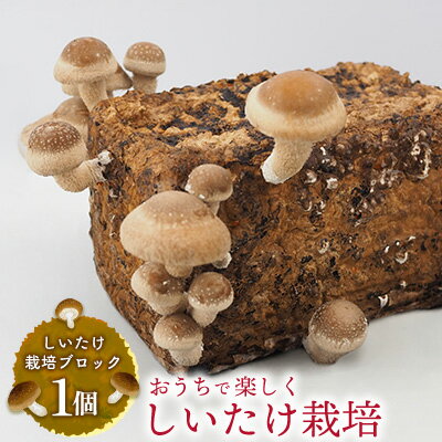 東村の「しいたけ栽培ブロック」1個 しいたけ シイタケ 椎茸 栽培 さいばい 簡単 お手軽 食育 自由研究 菌床 おうちで 楽しく 安全 実験 自然 観察 収穫体験 きのこ 東村 沖縄