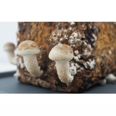 【ふるさと納税】東村の「しいたけ栽培ブロック」1個 しいたけ シイタケ 椎茸 栽培 さいばい 簡単 お手軽 食育 自由研究 菌床 おうちで 楽しく 安全 実験 自然 観察 収穫体験 きのこ 東村 沖縄 - 画像2