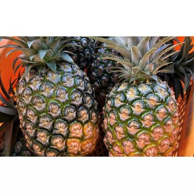 【ふるさと納税】玉村商店のホワイトココ　2～3玉（約2kg） 2026年発送 沖縄県産 東村 パイナップル ジューシー 希少 高級フルーツ 南国フルーツ 国産フルーツ 農家直送 パイン 果物 贈り物 おすすめ お土産 人気 やんばる 大自然 南国気分 沖縄本島北部 サムネイル2