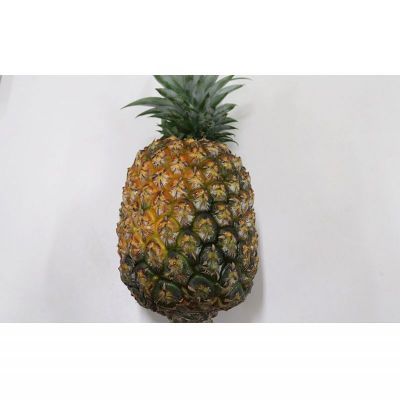 【ふるさと納税】玉村商店のジュワリー　2玉（約2.7kg） 2026年発送 沖縄県産 東村 パイナップル ジューシー 希少 高級フルーツ 南国フルーツ 国産フルーツ 農家直送 パイン 果物 贈り物 おすすめ お土産 人気 やんばる 大自然 南国気分 沖縄本島北部 サムネイル2