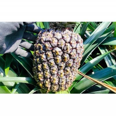 【ふるさと納税】あいこ農園のゴールドバレル　1玉（約1.7kg）多冠芽・無冠芽含む 2026年発送 沖縄県産 東村 パイナップル ジューシー 希少 高級フルーツ 南国フルーツ 国産フルーツ 農家直送 パイン 果物 贈り物 おすすめ お土産 人気 やんばる 大自然 南国気分 サムネイル3