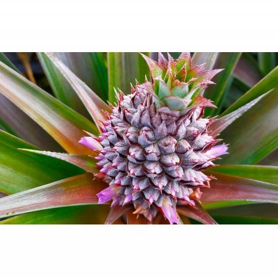 【ふるさと納税】あいこ農園のジュワリー　2玉（約3.2kg） 2026年発送 沖縄県産 東村 パイナップル ジューシー 希少 高級フルーツ 南国フルーツ 国産フルーツ 農家直送 パイン 果物 贈り物 おすすめ お土産 人気 やんばる 大自然 南国気分 沖縄本島北部 サムネイル2