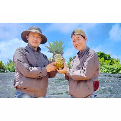 【ふるさと納税】あいこ農園のジュワリー　5～6玉（約9kg） 2026年発送 沖縄県産 東村 パイナップル ジューシー 希少 高級フルーツ 南国フルーツ 国産フルーツ 農家直送 パイン 果物 贈り物 おすすめ お土産 人気 やんばる 大自然 南国気分 沖縄本島北部 サムネイル3