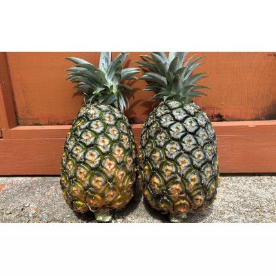 【ふるさと納税】ゆたかパイン農園のNパイン　3玉（約4.5kg） 2026年発送 沖縄県産 東村 パイナップル ジューシー 希少 高級フルーツ 南国フルーツ 国産フルーツ 農家直送 パイン 果物 贈り物 おすすめ お土産 人気 やんばる 大自然 南国気分 沖縄本島北部 サムネイル3