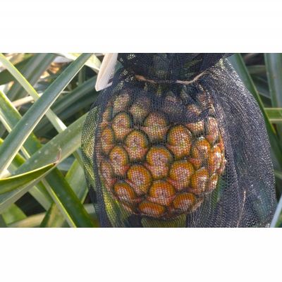 【ふるさと納税】ハウス栽培　ホワイトココ　2玉（約2.5kg） 2026年発送 沖縄県産 東村 ゆがふパイン ジューシー 希少 高級フルーツ 南国フルーツ 国産フルーツ 農家直送 パイン 果物 贈り物 おすすめ お土産 人気 やんばる 大自然 南国気分 沖縄本島北部 サムネイル2