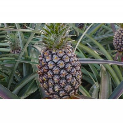 【ふるさと納税】ハウス栽培　ホワイトココ　2玉（約2.5kg） 2026年発送 沖縄県産 東村 ゆがふパイン ジューシー 希少 高級フルーツ 南国フルーツ 国産フルーツ 農家直送 パイン 果物 贈り物 おすすめ お土産 人気 やんばる 大自然 南国気分 沖縄本島北部 サムネイル3