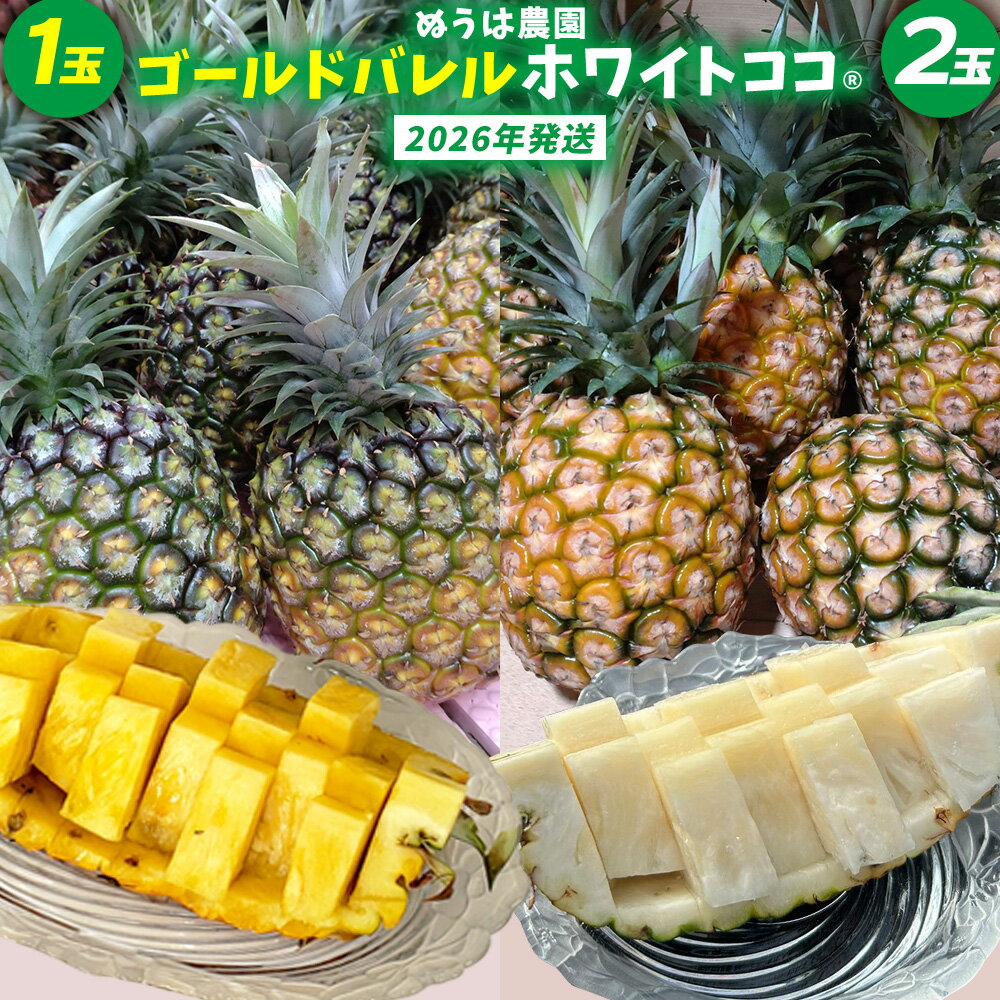 ゴールドバレル1玉とホワイトココ2玉　詰合せ 2026年発送 沖縄県産 東村 パイナップル ジューシー 希少 高級フルーツ 南国フルーツ 国産フルーツ 農家直送 パイン 果物 贈り物 おすすめ お土産 人気 やんばる 大自然 南国気分 沖縄本島北部
