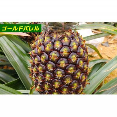 【ふるさと納税】ゴールドバレル1玉とホワイトココ2玉　詰合せ 2026年発送 沖縄県産 東村 パイナップル ジューシー 希少 高級フルーツ 南国フルーツ 国産フルーツ 農家直送 パイン 果物 贈り物 おすすめ お土産 人気 やんばる 大自然 南国気分 沖縄本島北部 サムネイル2