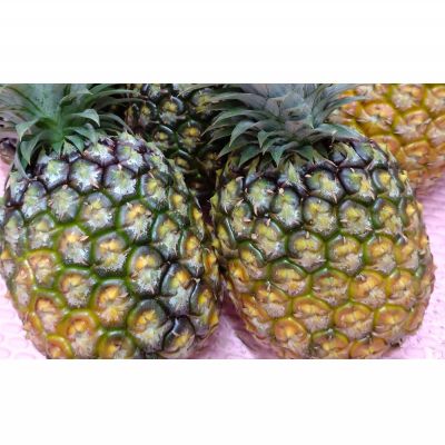 【ふるさと納税】ゴールドバレル1玉とホワイトココ2玉　詰合せ 2026年発送 沖縄県産 東村 パイナップル ジューシー 希少 高級フルーツ 南国フルーツ 国産フルーツ 農家直送 パイン 果物 贈り物 おすすめ お土産 人気 やんばる 大自然 南国気分 沖縄本島北部 サムネイル3