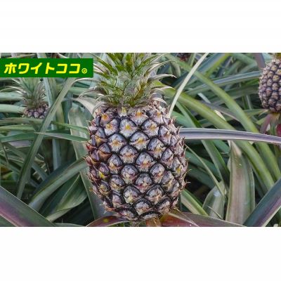 【ふるさと納税】農家お任せ 旬のパイン詰合せ 2品種以上 3～4玉（約3kg） 2026年発送 沖縄県産 東村 パイナップル ジューシー 希少 高級フルーツ 南国フルーツ 国産フルーツ 農家直送 パイン 果物 贈り物 おすすめ お土産 人気 やんばる 大自然 南国気分 沖縄本島北部 サムネイル3