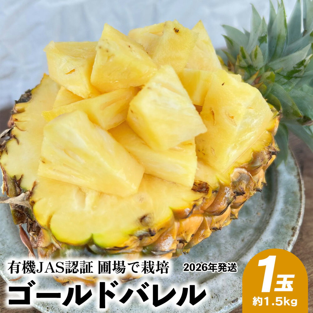 有機JAS認証圃場で栽培　ゴールドバレル　1玉（約1.5kg） 2026年発送 沖縄県産 東村 パイナップル ジューシー 希少 高級フルーツ 南国フルーツ 国産フルーツ 農家直送 パイン 果物 贈り物 おすすめ お土産 人気 やんばる 大自然 南国気分 沖縄本島北部