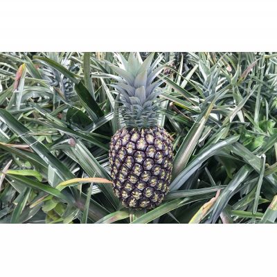 【ふるさと納税】有機JAS認証圃場で栽培　ゴールドバレル　1玉（約1.5kg） 2026年発送 沖縄県産 東村 パイナップル ジューシー 希少 高級フルーツ 南国フルーツ 国産フルーツ 農家直送 パイン 果物 贈り物 おすすめ お土産 人気 やんばる 大自然 南国気分 沖縄本島北部 サムネイル2