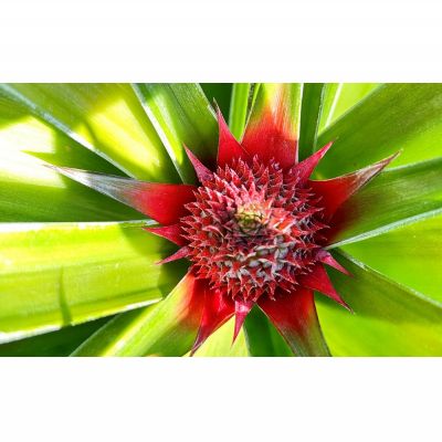 【ふるさと納税】有機JAS認証圃場で栽培　ゴールドバレル　1玉（約1.5kg） 2026年発送 沖縄県産 東村 パイナップル ジューシー 希少 高級フルーツ 南国フルーツ 国産フルーツ 農家直送 パイン 果物 贈り物 おすすめ お土産 人気 やんばる 大自然 南国気分 沖縄本島北部 サムネイル3