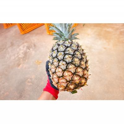 【ふるさと納税】有機JAS認証圃場で栽培　ハワイ種パイナップル　2～3玉（約3kg） 2026年発送 沖縄県産 東村 パイナップル ジューシー 希少 高級フルーツ 南国フルーツ 国産フルーツ 農家直送 パイン 果物 贈り物 おすすめ お土産 人気 やんばる 大自然 南国気分 サムネイル2