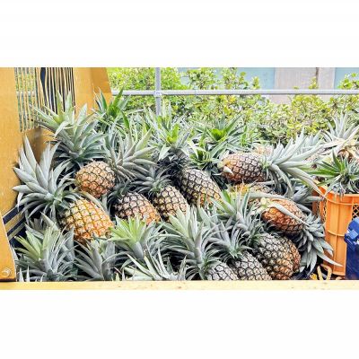 【ふるさと納税】有機JAS認証圃場で栽培　ハワイ種パイナップル　2～3玉（約3kg） 2026年発送 沖縄県産 東村 パイナップル ジューシー 希少 高級フルーツ 南国フルーツ 国産フルーツ 農家直送 パイン 果物 贈り物 おすすめ お土産 人気 やんばる 大自然 南国気分 サムネイル3