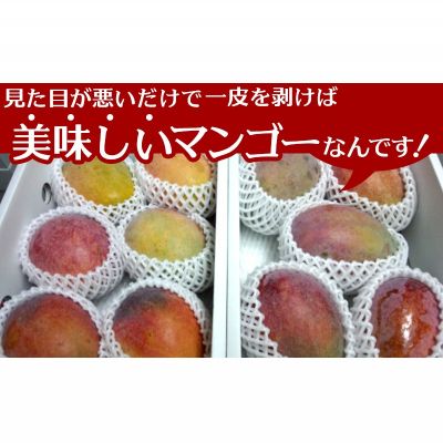 【ふるさと納税】【2026年夏発送】もとぶ町産マンゴー（訳あり）約1.5kg詰め 先行予約 数量限定 期間限定 果物 フルーツ 南国 プレゼント お土産 おみやげ ギフト おすすめ 沖縄 おきなわ 青果 デザート くだもの 人気 冷蔵 夏 スイーツ サムネイル2