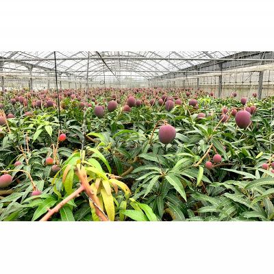 【ふるさと納税】【2026年発送】平田果樹園の厳選アップルマンゴー贈答用（約2kg） アーウィン 果物 甘い 夏 濃厚 ギフト Mango ランキング 完熟 お気に入り 美味しい 人気 おすすめ フルーツ 沖縄県 先行予約 食品 デザート 産地直送 送料無料 サムネイル3